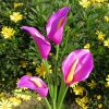 LED Calla Lily Flower Stake Light Solar Energy Rechargeable for Outdoor Garden Patio - Purple