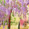 Artificial Wisteria Flowers Vine Silk Flower Wedding Garden Party Hanging Decor - Pink